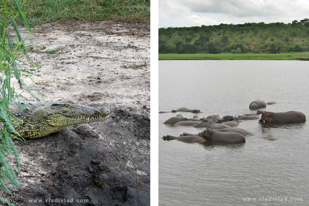 Krokodíl a hroch, Chobe, Botswana, Afrika. autor: Vladimir Pauco
