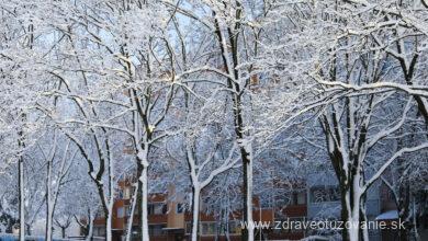 Stromy a sneh v meste, Bratislava, Autor: Peter Braun